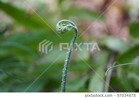 Plant Plant 97834878