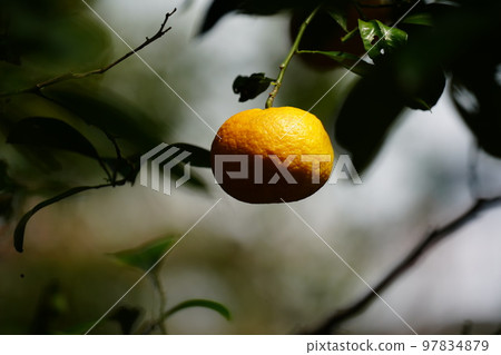 fruit fruit 97834879