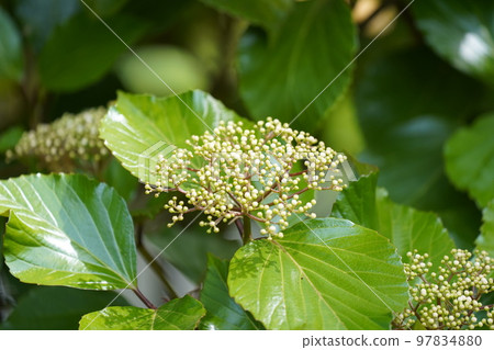 Plant Plant 97834880