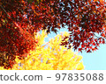 長瀞紅葉節的紅葉 97835088