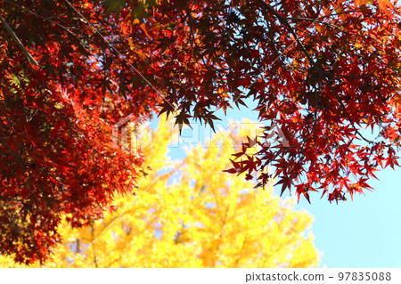 Autumn leaves at Nagatoro Autumn Leaves Festival 97835088