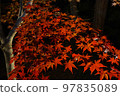 長瀞紅葉節的紅葉燈飾 97835089