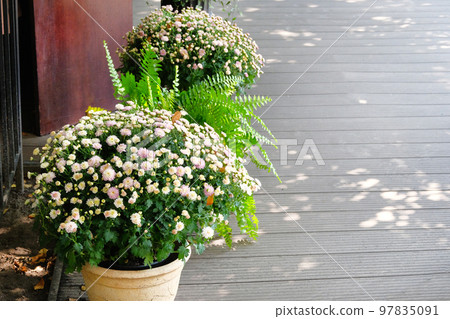 Pots with beige chrysanthemums and green fern in outdoor summer cafe. Flowers in a flowerpot. 97835091