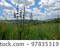 Nature of East Kazakhstan, summer day, mountains, fields, grass 97835319