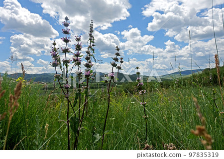 Nature of East Kazakhstan, summer day, mountains, fields, grass Nature of East Kazakhstan, summer day, mountains, fields, grass 97835319
