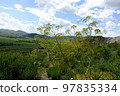 Nature of East Kazakhstan, summer day, mountains, fields, grass 97835334