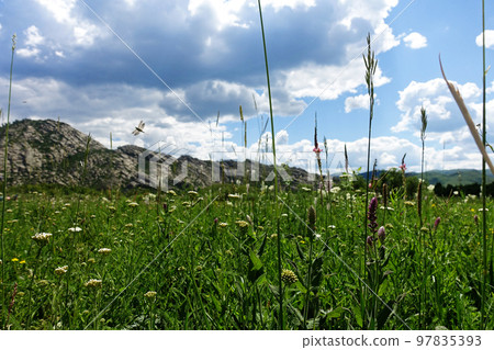 Nature of East Kazakhstan, summer day, mountains, fields, grass Nature of East Kazakhstan, summer day, mountains, fields, grass 97835393