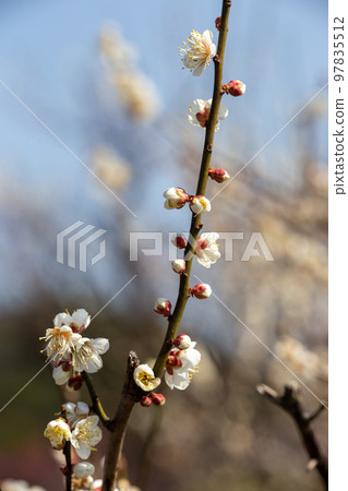 White plum White plum 97835512