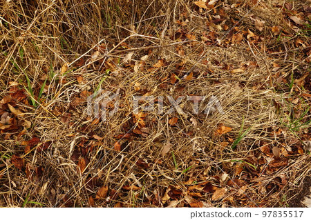 Baked grass Baked grass 97835517