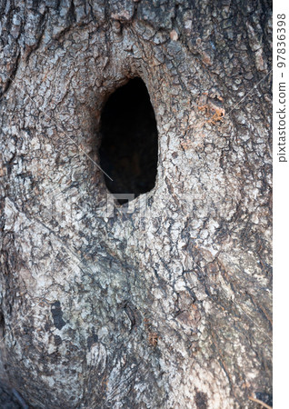 Hollow in a tree.Abstract backdrop. Hollow in a tree.Abstract backdrop. 97836398