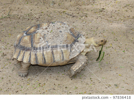 Sulcata tortoise in the garden at thailand 97836418
