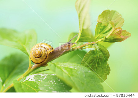 Snail on a green leaf. The use of snail mucus in cosmetology. Skin care and beauty concept 97836444