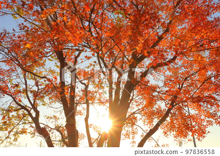 朝日楓樹秋葉 朝日楓樹秋葉 97836558