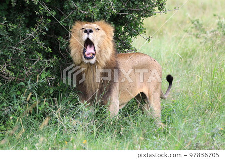 Line of sight 97836705