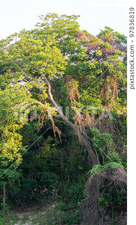 Nature frame deciduous tree top crown plant grow green leaves foliage blue sky cloud sun background 97836819