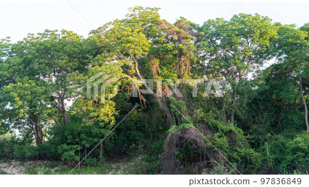 Nature frame deciduous tree top crown plant grow green leaves foliage blue sky cloud sun background 97836849