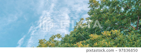Nature frame deciduous tree top crown plant grow green leaves foliage blue sky cloud sun background Nature frame deciduous tree top crown plant grow green leaves foliage blue sky cloud sun background 97836850