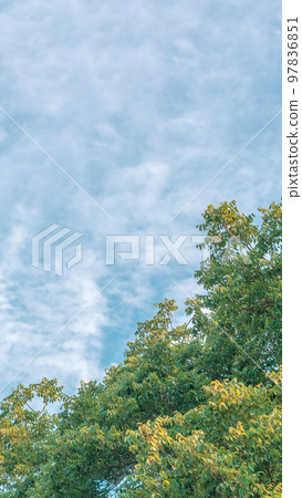 Nature frame deciduous tree top crown plant grow green leaves foliage blue sky cloud sun background 97836851