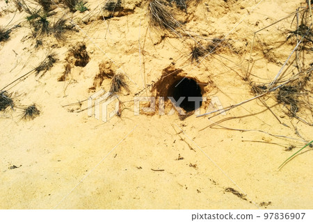Animal Burrow  in the sandy desert 97836907