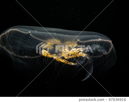 A Moon jellyfish or Aurelia aurita with black seawater background. Picture from, Malmo Sweden. A Moon jellyfish or Aurelia aurita with black seawater background. Picture from, Malmo Sweden. 97836918