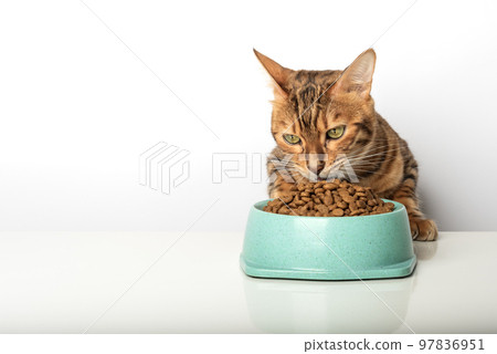 Hungry cat near bowl with dry cat food isolated Stock Photo