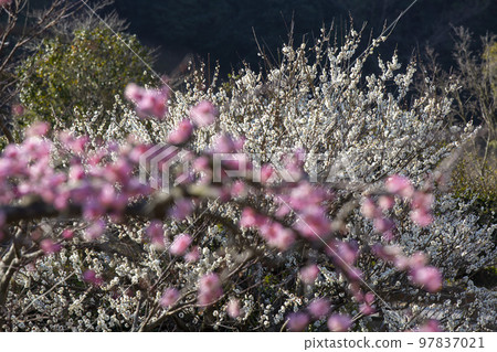 Spring landscape Spring landscape 97837021