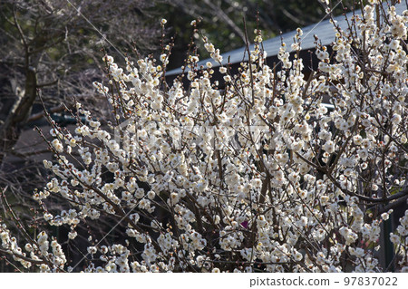 Spring full bloom 97837022