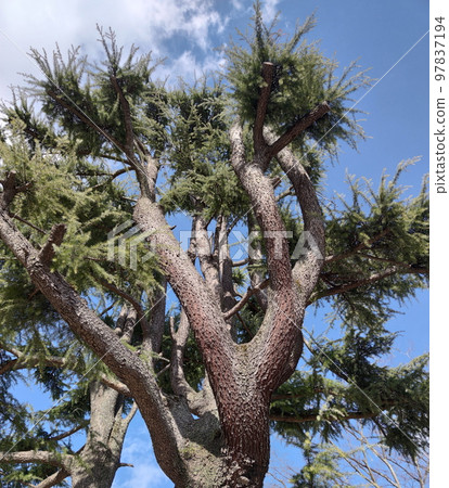 blue sky and thin leaf tree blue sky and thin leaf tree 97837194