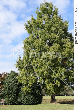 Large bald tree in the park 97837205