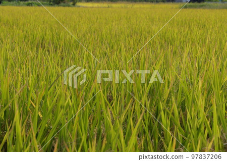 Rice in paddy fields beginning to bear fruit 97837206