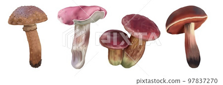 Watercolor realistic white mushroom. Boletus edulis. cep, penny bun, porcino or porcini, Watercolor realistic white mushroom. Boletus edulis. cep, penny bun, porcino or porcini, 97837270