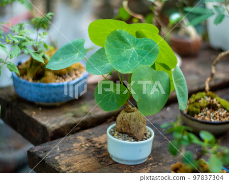 The Small plump trunk of Ivy setting put it in a small pot 97837304