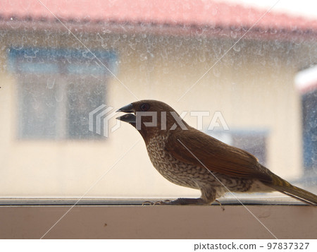 Bird at the glass window Bird at the glass window 97837327