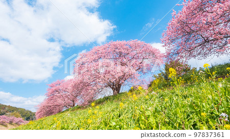 青松圖 Kawazu cherry blossoms in Shimogamo, Minamiizu-cho - Stock