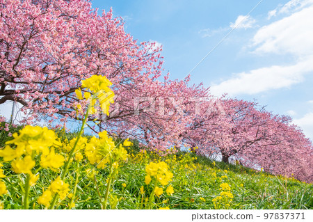 Kawazu cherry blossoms in Shimogamo, Minamiizu-cho 97837371