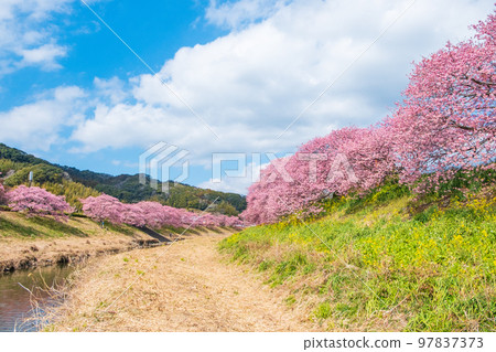 Kawazu cherry blossoms in Shimogamo, Minamiizu-cho 97837373