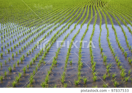A large area of rice seedling fields in Meinong, Kaohsiung, Taiwan. A large area of rice seedling fields in Meinong, Kaohsiung, Taiwan. 97837533