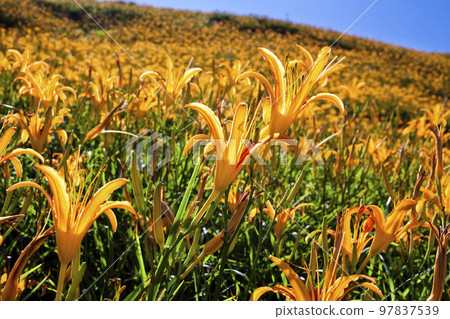 View of beautiful daylilies in the Liushishi Mountain of Hualien, Taiwan. it's one of the famous attractions in Hualien. View of beautiful daylilies in the Liushishi Mountain of Hualien, Taiwan. it's one of the famous attractions in Hualien. 97837539