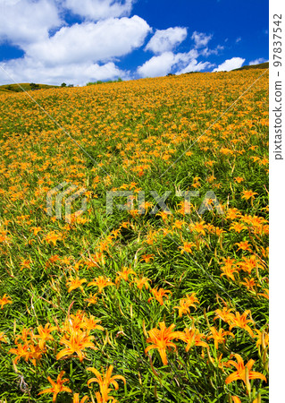 View of beautiful daylilies in the Liushishi Mountain of Hualien, Taiwan. it's one of the famous attractions in Hualien. View of beautiful daylilies in the Liushishi Mountain of Hualien, Taiwan. it's one of the famous attractions in Hualien. 97837542