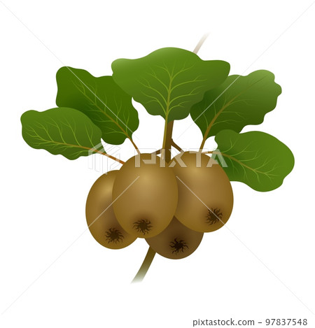 Kiwi fruit branch Kiwi fruit branch 97837548