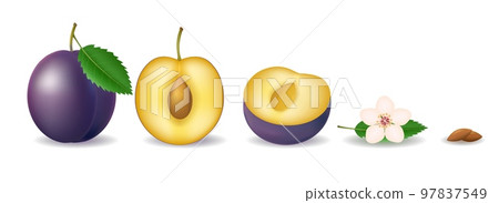 Plum parts realistic cartoon elements 97837549
