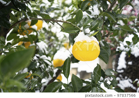 韓國濟州島橘子照片 97837566