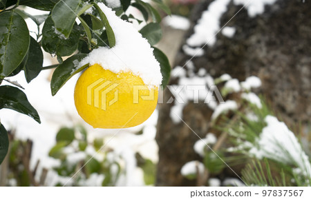 韓國濟州島橘子照片 韓國濟州島橘子照片 97837567