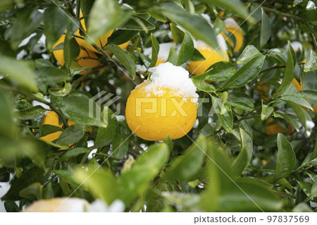 韓國濟州島橘子照片 韓國濟州島橘子照片 97837569