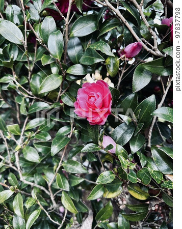茶梅(sasanqua)在寒冷的冬天盛開 97837798