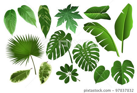 Fern leaf, banana palm and monstera realistic leaves. Hawaii tropical green tree foliage, jungle with philodendron, exotic plants. Decorative botany elements. Vector 3d isolated illustration 97837832