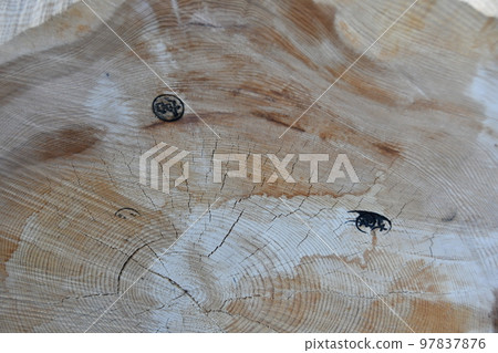 Komiya Wooden Komiya Wooden 97837876