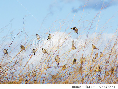 A dead branch with many sparrows perched on it 97838274