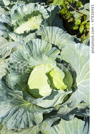 Close-up of fresh cabbage growing in the field, Taiwan. Close-up of fresh cabbage growing in the field, Taiwan. 97838491
