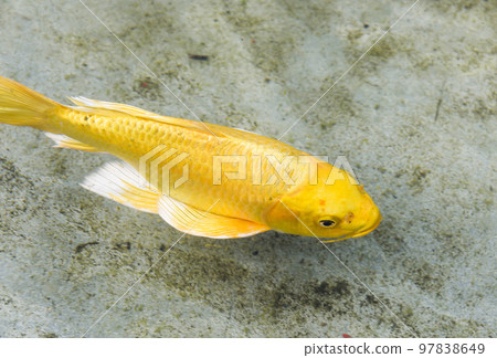 Close-up of fancy carp fish swimming in clearwater Close-up of fancy carp fish swimming in clearwater 97838649